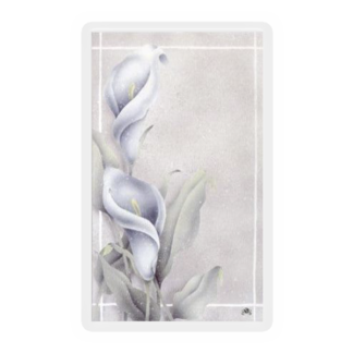 Calla Lily