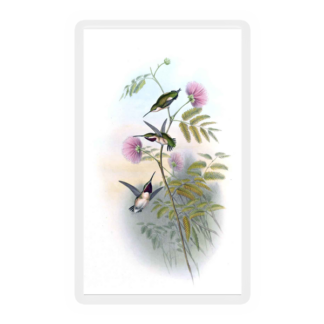 Hummingbird 2