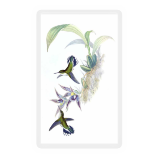 Hummingbird 3
