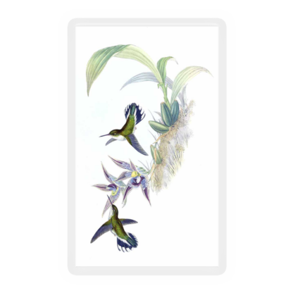 Hummingbird 3