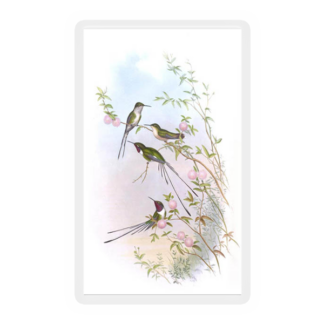 Hummingbird 4