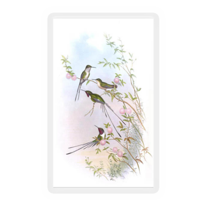 Hummingbird 4