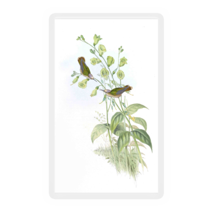 Hummingbird