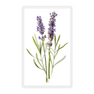 Lavender