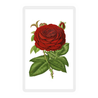 Red Rose