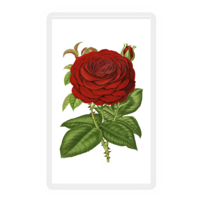 Red Rose