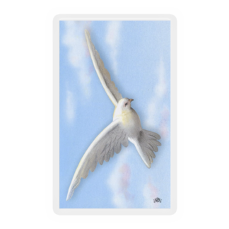 White Dove